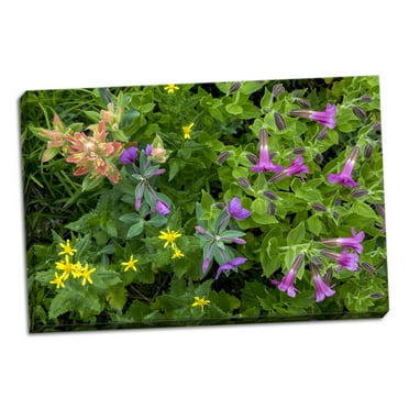 Gango Home Decor Contemporary Wildflower Meadow II by Kathy Mahan (Ready to Hang); One 36x24in Hand-Stretched Canvas