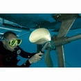 thumbnail image 6 of Blue Tang Titanium, 6 of 6