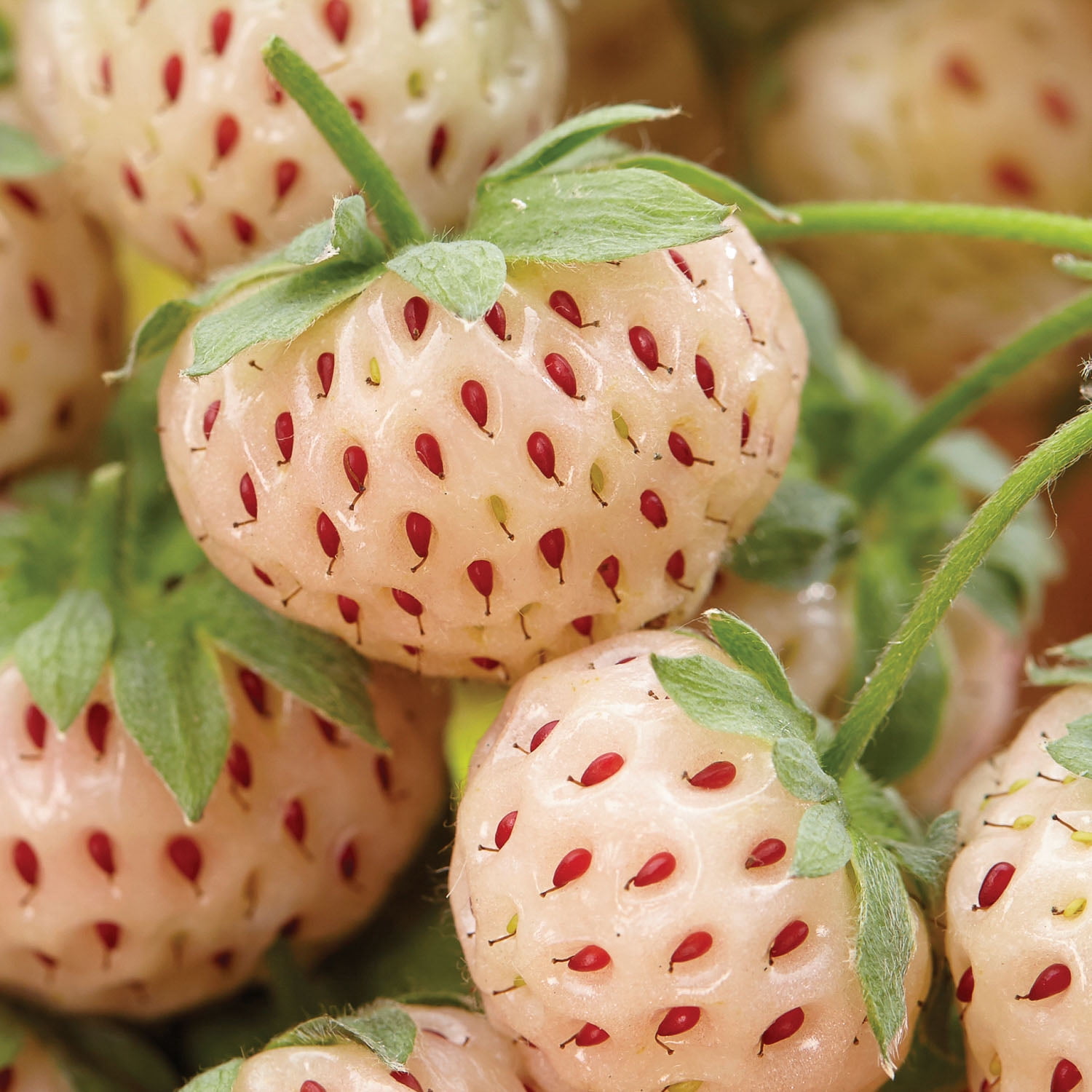 Expert Gardener Strawberry Collection (Set of 30 Bundled Dormant