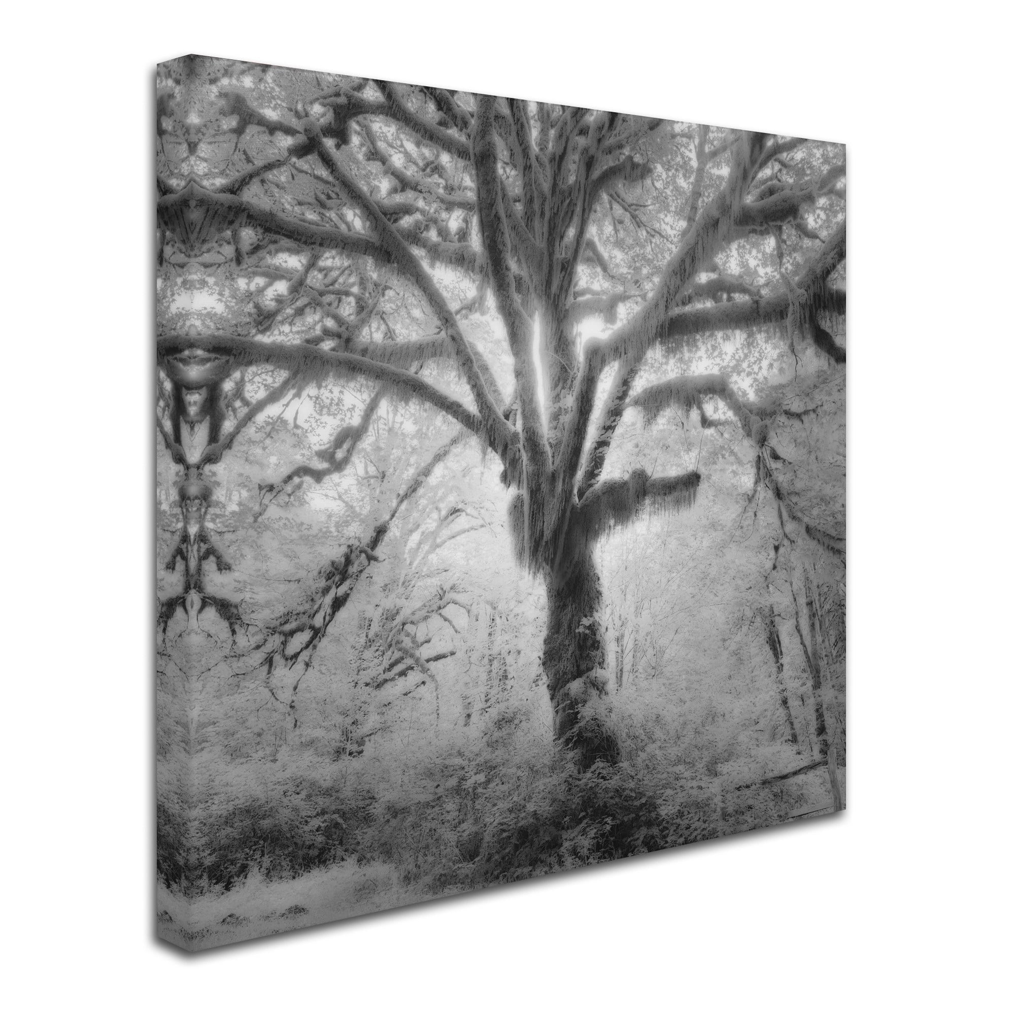 Moises Levy 'Lightning Tree II' Canvas Art