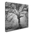 thumbnail image 3 of Moises Levy 'Lightning Tree II' Canvas Art, 3 of 4