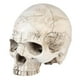 thumbnail image 3 of 1 calabaza de calavera para decoraciones de Halloween., 3 of 3
