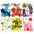 thumbnail image 2 of Natural Real Dried Flower Plants For Candle Epoxy Resin Jewelry Making Craft DIY, 2 of 7