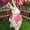 25cm twistable head female rabbit, variant on Straw-woven rabbit ornament for kindergarten environmental decoration, plant corner, forest-themed home decor, living room display window, wedding decoration, photography prop
