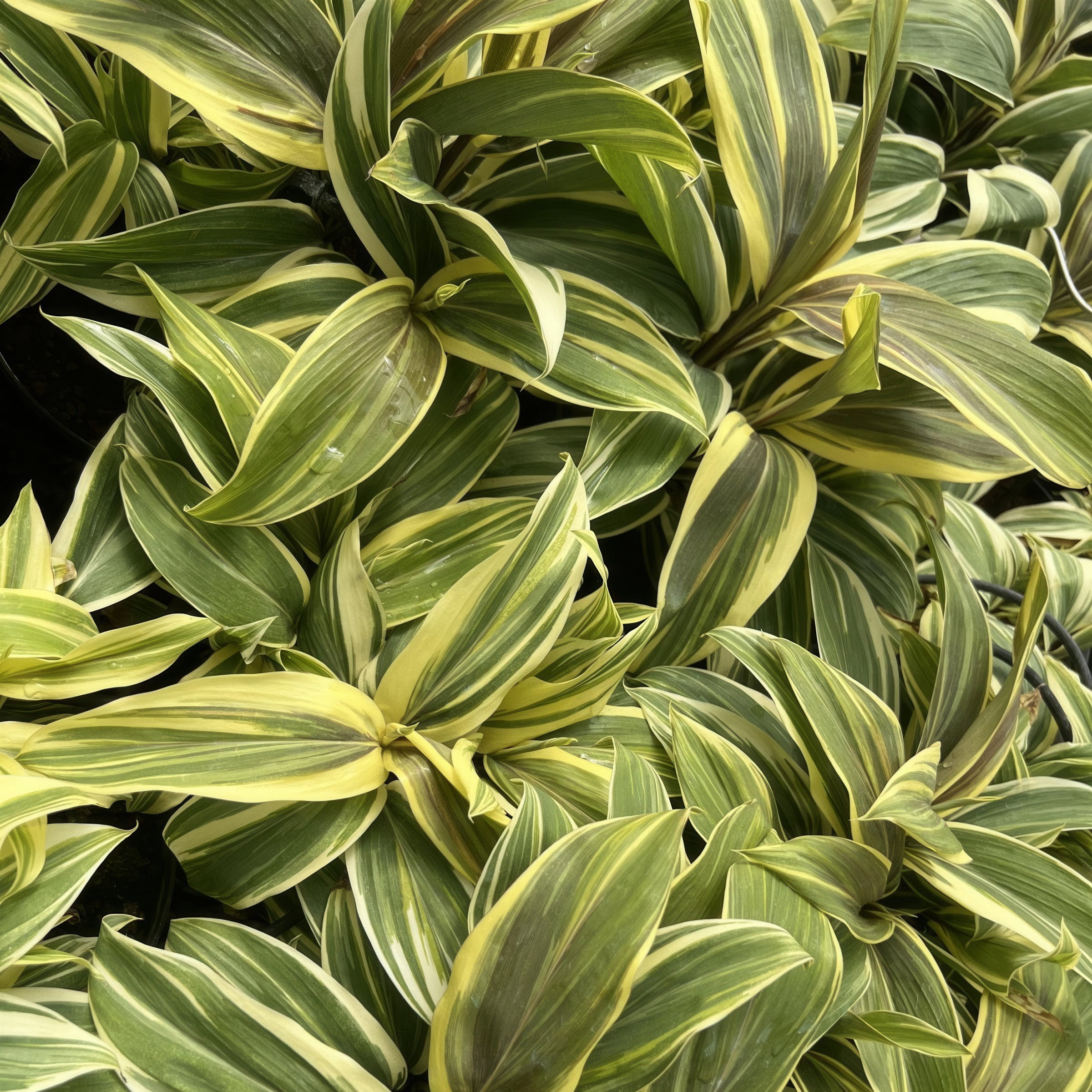 National Plant Network 1 gal. Cordyline Chocolate Queen
