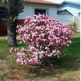 thumbnail image 4 of 10 Mixed DESERT ROSE / ADENIUM Obesum African Houseplant Flower Seeds, 4 of 5