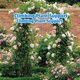 thumbnail image 5 of Enrejado de arco de jardín para plantas trepadoras, soporte de marco de flores, decoración de globos, árbol de arco para fiesta, soporte de plantas, 5 of 8