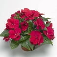 thumbnail image 4 of Zinnia Zahara Mix Seed, 4 of 4