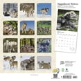 thumbnail image 2 of Magnificent Wolves | 2024 12x24" (Hanging) Wall Calendar | StarGifts, 2 of 9