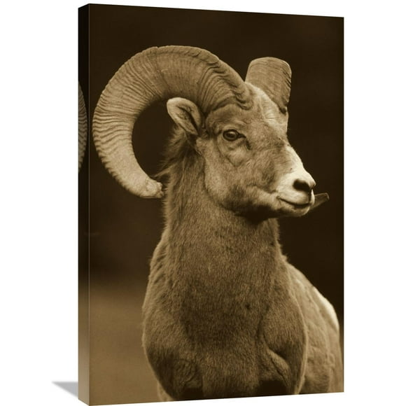 Global Gallery Tim Fitzharris 'Bighorn Sheep male portrait, Banff National Park, Alberta, Canada - Sepia' Canvas Wall Art