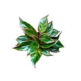 thumbnail image 2 of Andersen Farms Aglaonema Siam Live Plant Indoor/Outdoor in 6 in. Deco Pot, 2 of 4