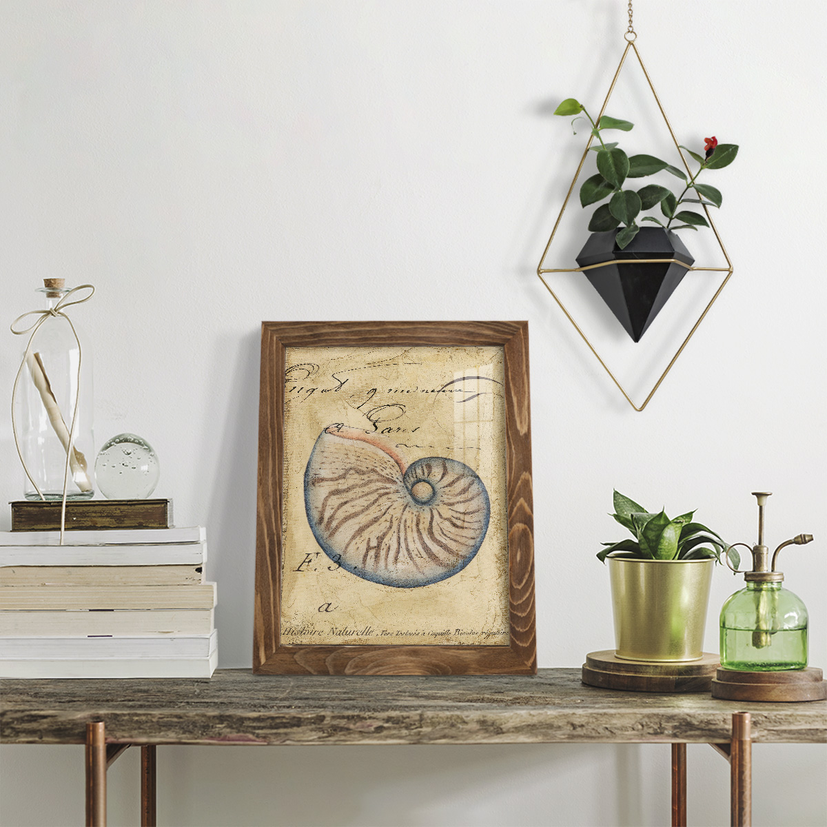 Seashell Ephemera II - Framed Print w/glass - Walnut