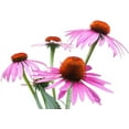 thumbnail image 7 of Echinacea Purple Coneflower Flower Seeds, 750 Seeds Per Packet, 7 of 7