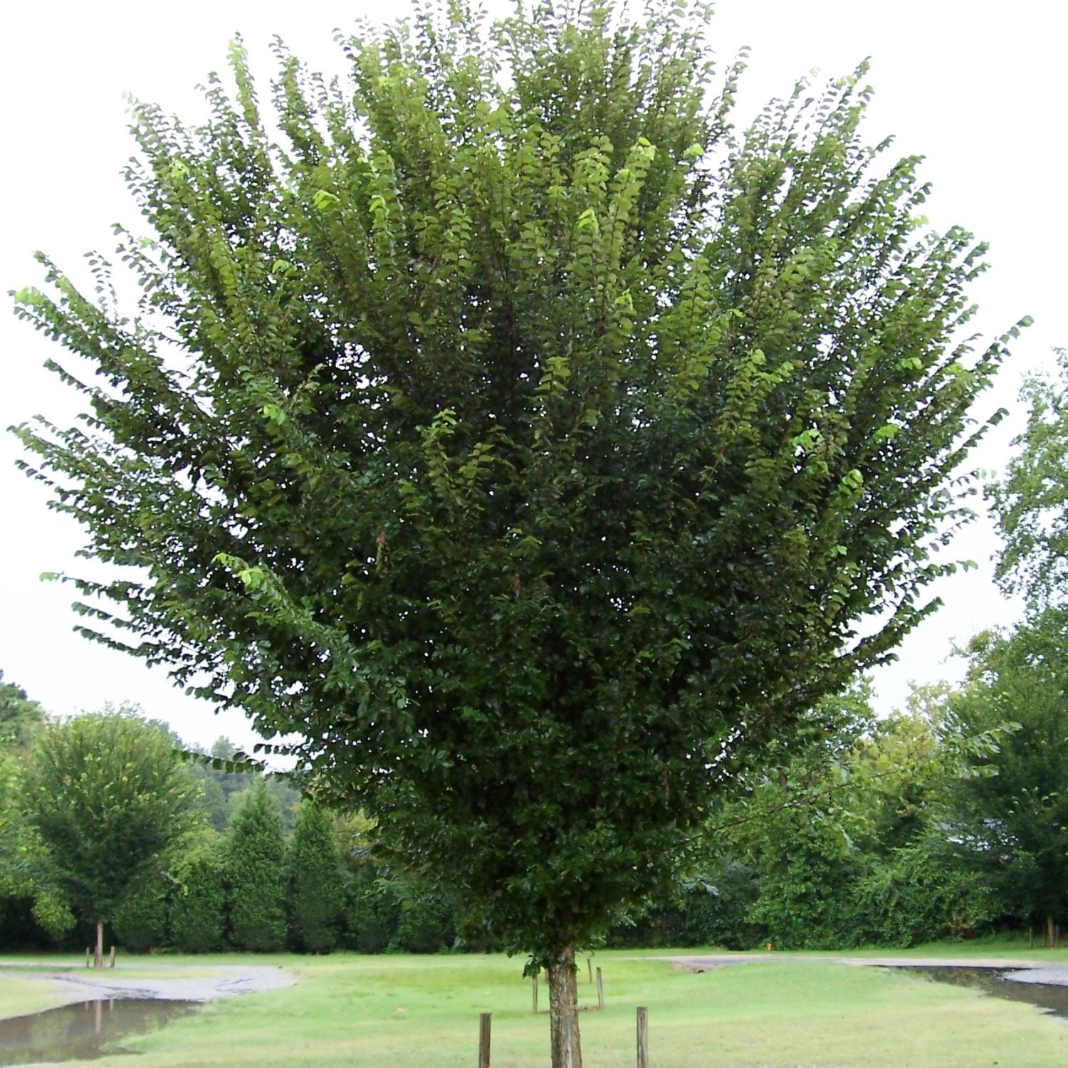 Expert Gardener 1-2' Elm Princeton Live Tree in 1 gal. Grower Pot