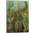 thumbnail image 1 of ARTCANVAS Chaetopoda Segmented Worms 1903 Canvas Art Print by Ernst Haeckel - Size: 26" x 18" (0.75" Deep), 1 of 9