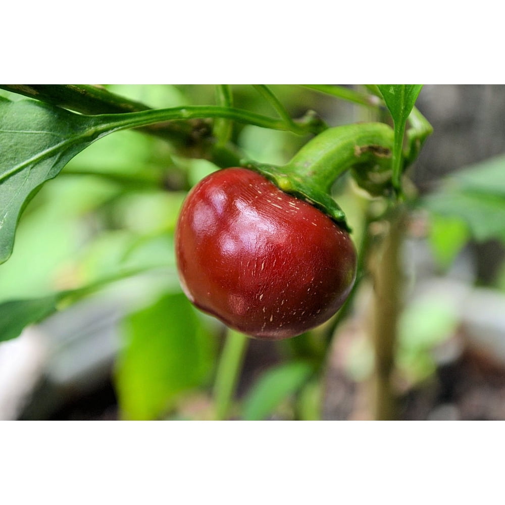 SEEDS == Sweet Cherry Pepper 10 Vegetable Seeds Walmart