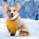 thumbnail image 5 of Conjunto de 4 piezas de ropa para mascotas, ropa encantadora para mascotas, ropa para perros con frutas encantadoras y camisa para perros, camiseta transpirable para mascotas 3133, 5 of 7