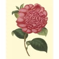 thumbnail image 3 of Verschaffelt 12x14 Black Modern Framed Museum Art Print Titled - Camellia Garden I, 3 of 5