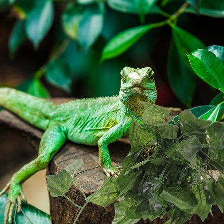 IFANLANDOR Green Jungle Vines for Reptile Ultra Realistic Rattan Strip Climbing Decor