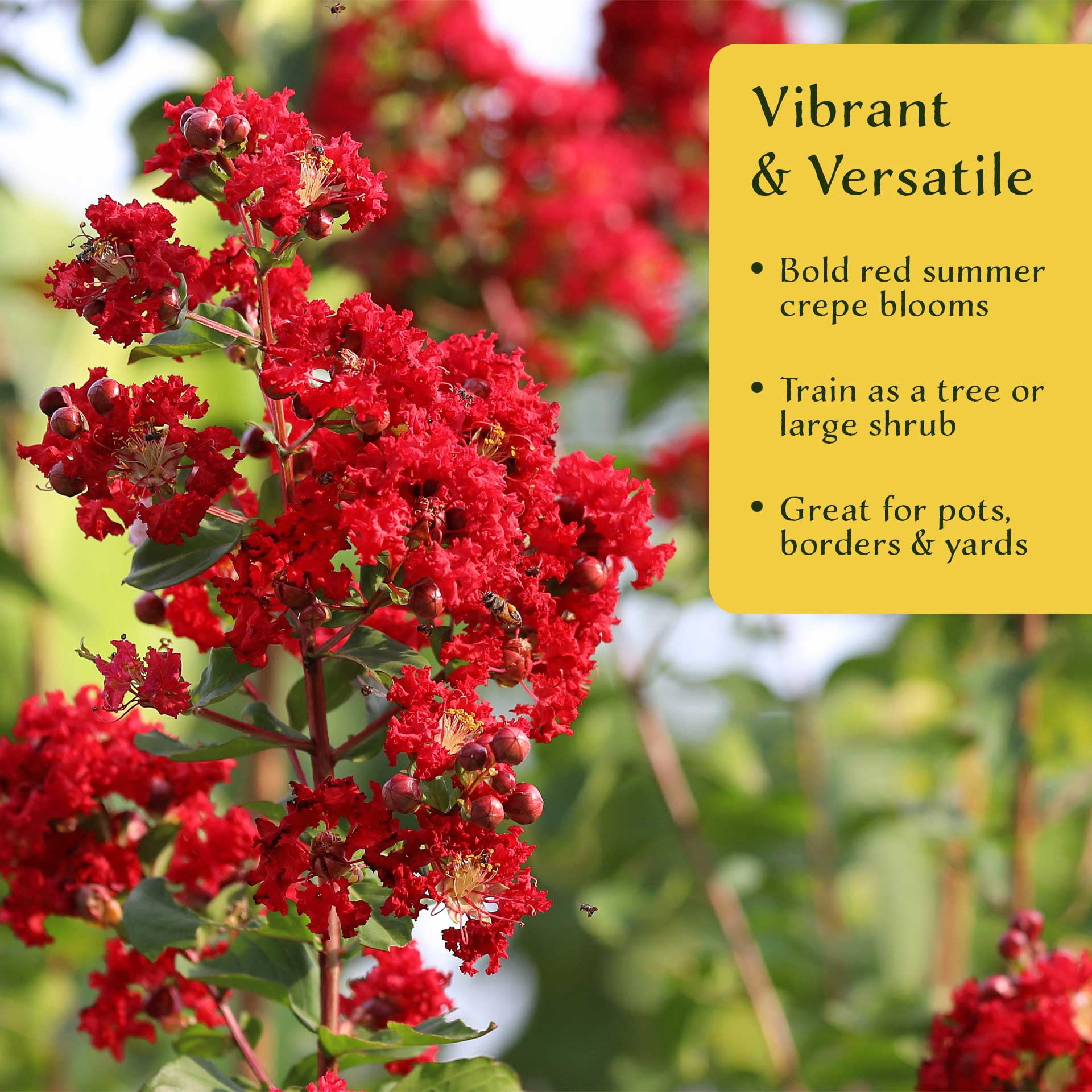 2 Red Rocket Crape Myrtle Trees – Fast-Growing Cherry-Red Flowering Tree for Hedges, Screens & Accents (Lagerstroemia indica ‘Red Rocket’) in 3.5″ Cubes, Live Plants