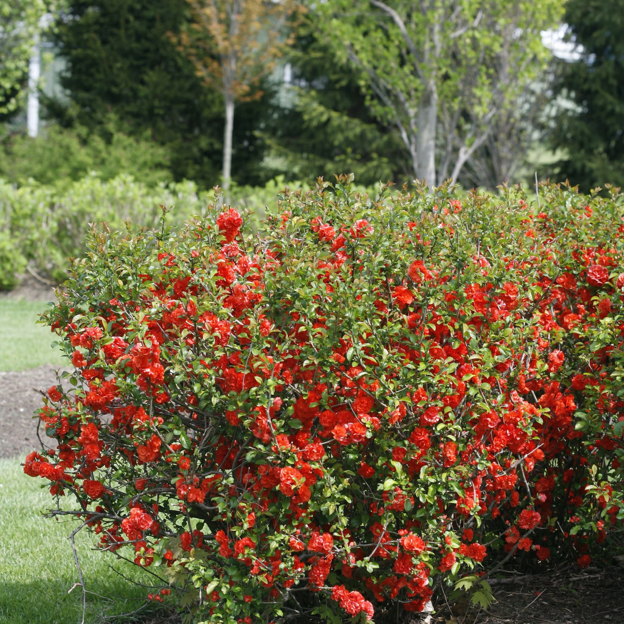 Proven Winners ColorChoice 5" Double Take Orange Quince Live Plant in 4.5" Pot (4 Count)