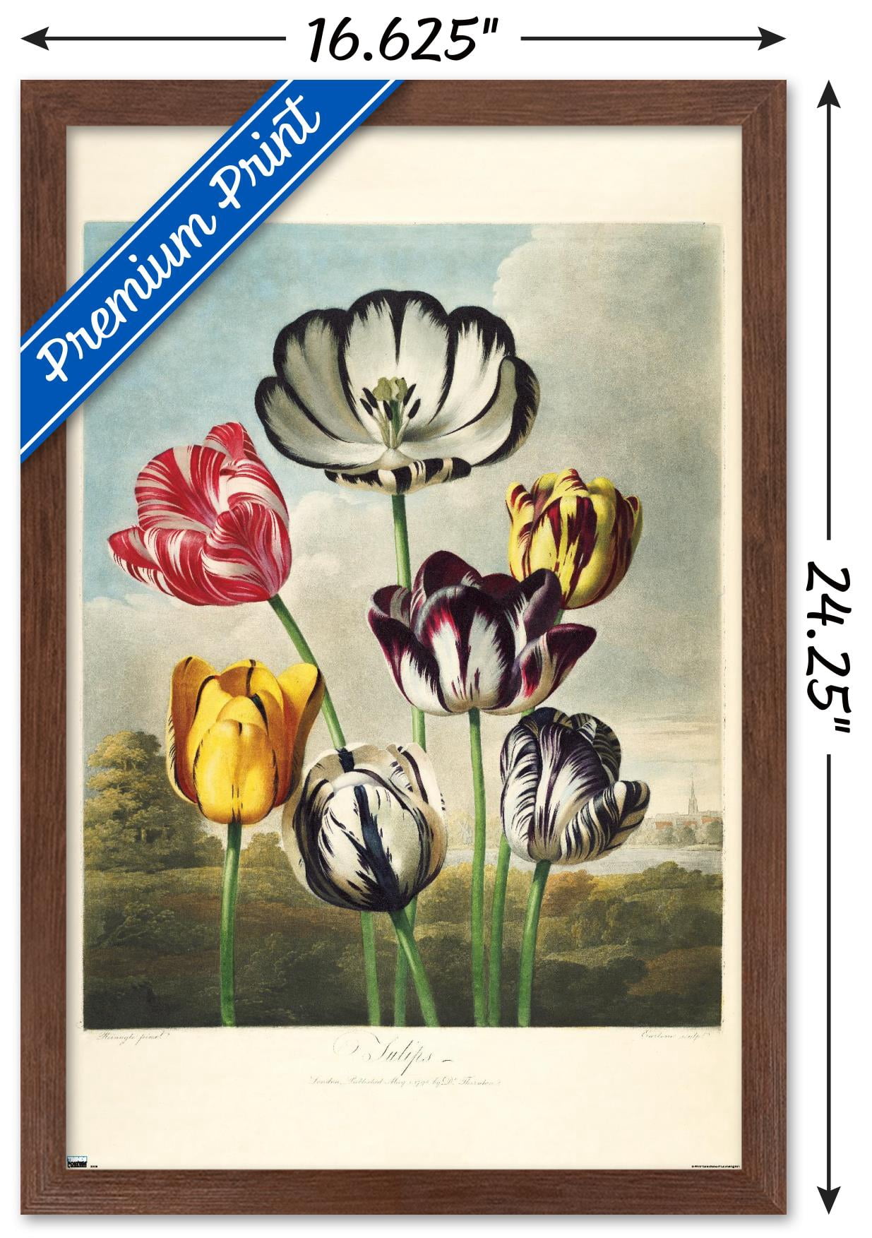 Tulips from the The Temple of Flora Wall Poster, 14.725" x 22.375" Framed
