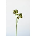 thumbnail image 2 of 19" Faux Green Pod Stem, 2 of 6