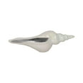 thumbnail image 6 of Decorative Long Sea Shell Sculpture for Home and Room Decor - Coastal Statue for Living Room Decor, Bathroom, and Office Display - Ornaments Accent Ideal for Shelf or Coffee Table Decor - 3", Ivory, 6 of 12