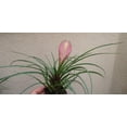 thumbnail image 3 of Large Tillandsia Cyanea Pink Quill Air Plants House Plants in 4" Pot, 3 of 4