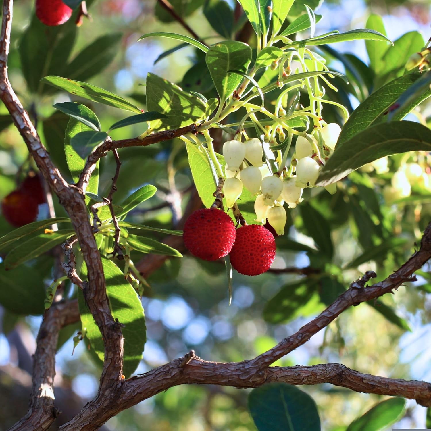 2 Arbutus Unedo - Live Strawberry Tree Plants  – Sweet Resilient Beauty, Thriving in 2.5" Nursery Cubes