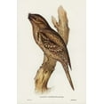 thumbnail image 2 of Gould, John 11x14 White Modern Wood Framed Museum Art Print Titled - Tawny-shouldered Frogmouth-Podargus humerals, 2 of 4