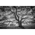 thumbnail image 2 of Art.com Majestic Old Oak, Black and White, Petaluma Northern California Photographic Print by Vincent James, 18" x 12", 2 of 4