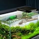 thumbnail image 4 of Xiying - Plataforma Acrílica Grande para Tortugas con Rampa - Soporte de Suspensión para Terrario, Zona de Descanso para Reptiles, Anfibios y Acuarios. Accesorio para Tomar El Sol., 4 of 7