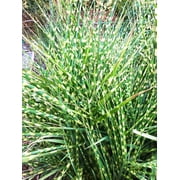 Zebra Grass - 3 bareroot plants