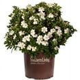 thumbnail image 2 of Southern Living Scentamazing Gardenia Live Shrub in 2-Gallon Grower Pot, 2 of 7