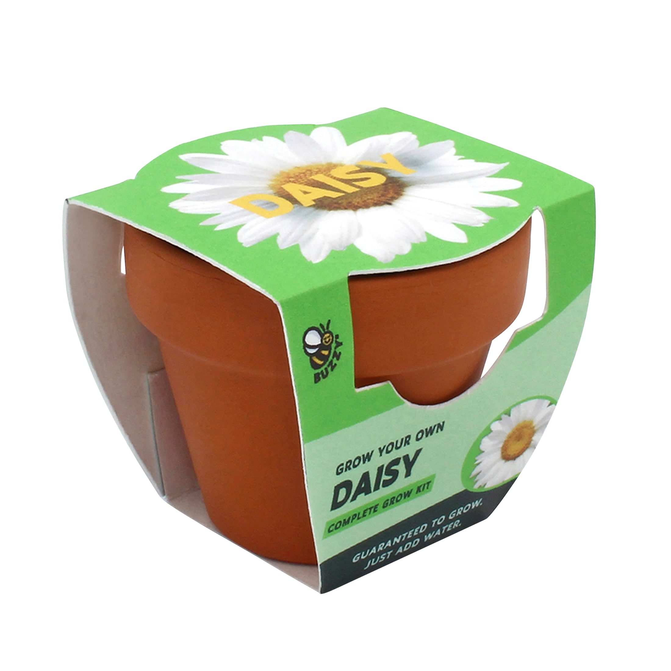 Buzzy Daisy Flower Grow Kit Mini Terracotta Pot Item 97716