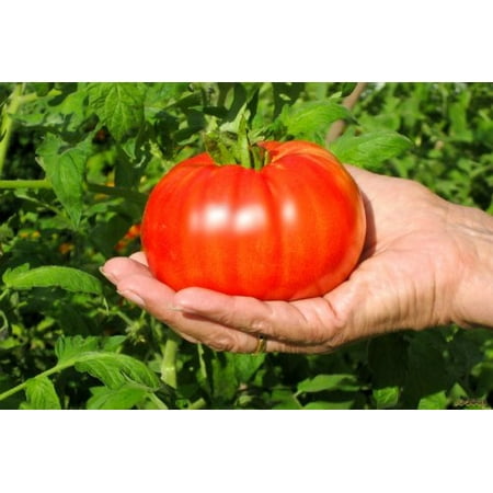 tomato plants beefsteak plant pots seeds tall each walmart