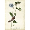 thumbnail image 2 of Audubon, John James 13x18 Black Ornate Wood Framed with Double Matting Museum Art Print Titled - Grey-crowned Purple Finch, 2 of 4