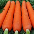 thumbnail image 2 of GSDWIUEW Carrot Red Giant Vegetable for Planting Heirloom, 2 of 8