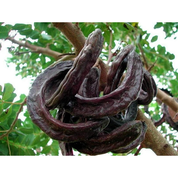 St. John's Bread Tree Seeds for Planting (10 Seeds) - Ceratonia Siliqua, Carob Tree