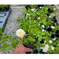 thumbnail image 5 of White Drift Groundcover Rose - Live Plant - ( 1 QT ) - Full Sun - Repeat Blooms, 5 of 8