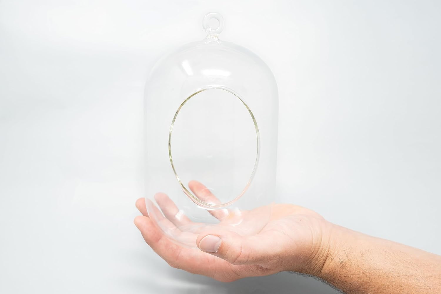 Air Plant Shop Capsule Terrarium with Moss and Tillandsia Air Plants - Wholesale and Bulk - Succulents - Live Tillandsia - Easy Care Indoor and Outdoor House Plants