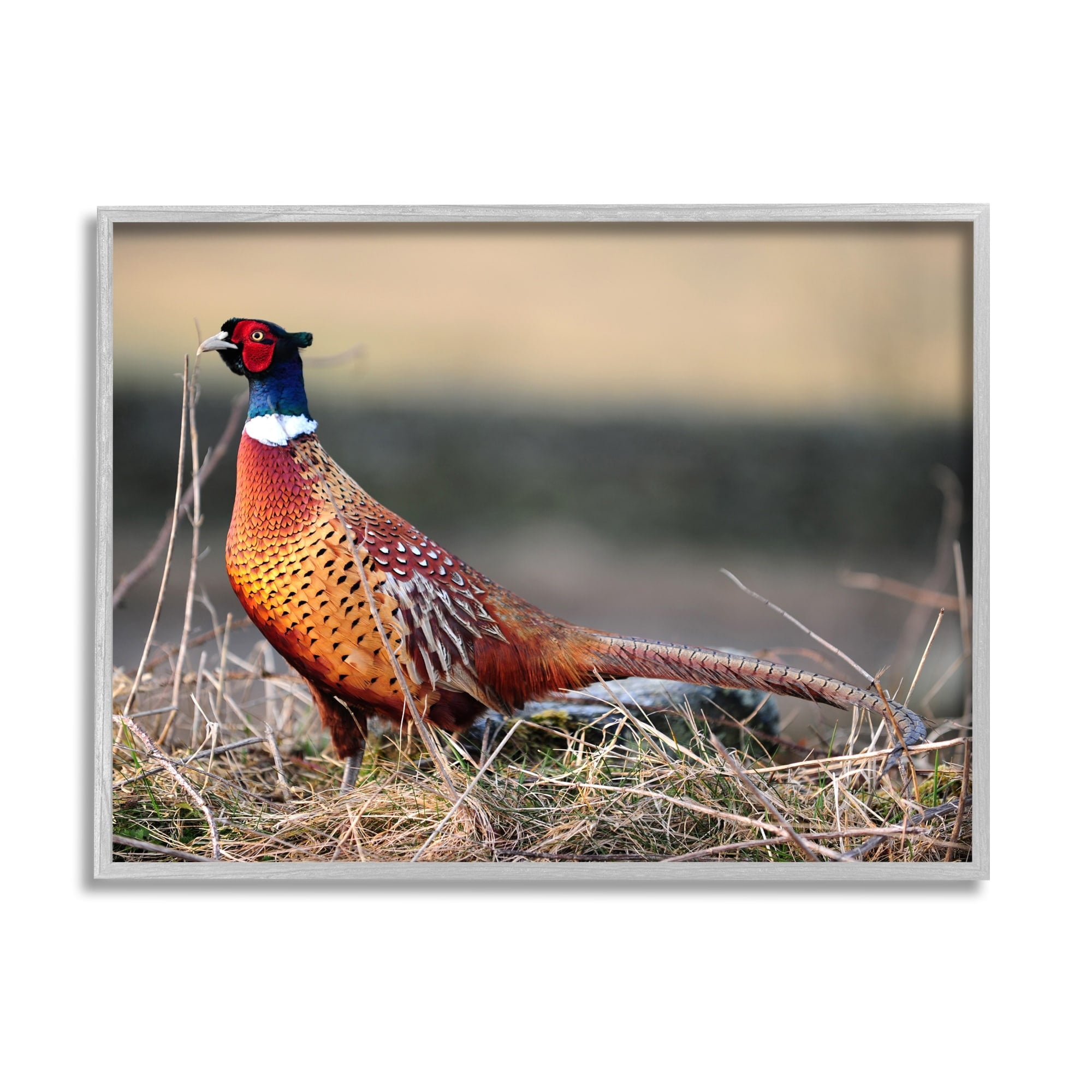 Stupell Industries Lone Pheasant Bird Grassy Forest Floor Wildlife Photograph Gray Framed Art Print Wall Art, Design by James Dobson