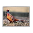 thumbnail image 4 of Stupell Industries Lone Pheasant Bird Grassy Forest Floor Wildlife Photograph Gray Framed Art Print Wall Art, Design by James Dobson, 4 of 5