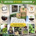 thumbnail image 2 of Organo Republic - 10 Lettuce & Salad Greens Seeds Varieties - 13,000+ Non GMO Heirloom Garden Seeds, 2 of 6