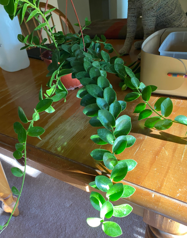 Hoya Cunninghamia Rooted Cuttings Plant Live Indoor Outdoor, Fully Rooted Live Plant