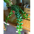 thumbnail image 4 of Hoya Cunninghamia Rooted Cuttings Plant Live Indoor Outdoor, Fully Rooted Live Plant, 4 of 7