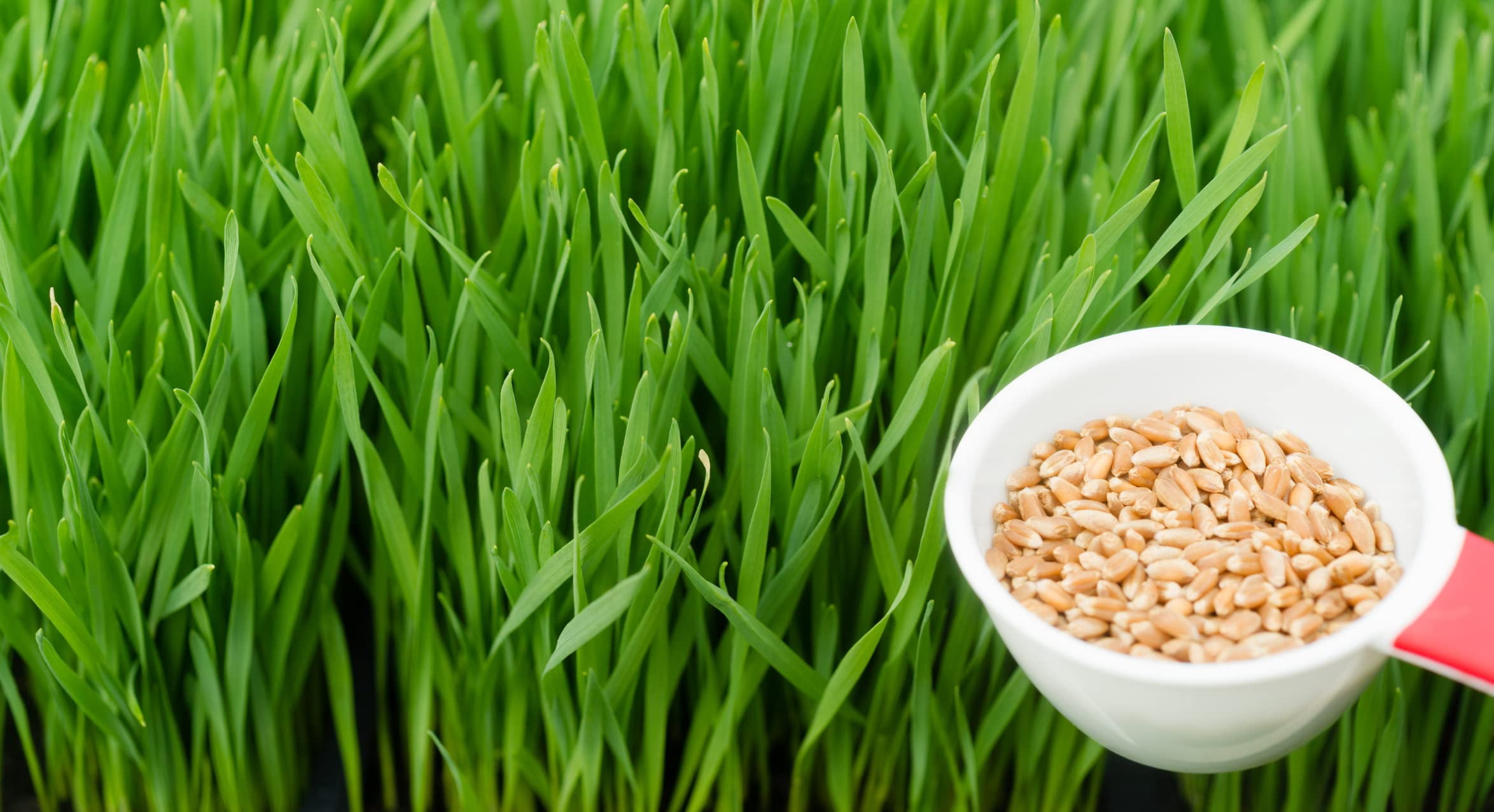 Wheatgrass Seeds; Hard Red Winter Wheat, Non-GMO, Chemical Free, High Germination (10 Pounds)