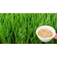 thumbnail image 3 of Wheatgrass Seeds; Hard Red Winter Wheat, Non-GMO, Chemical Free, High Germination (10 Pounds), 3 of 4