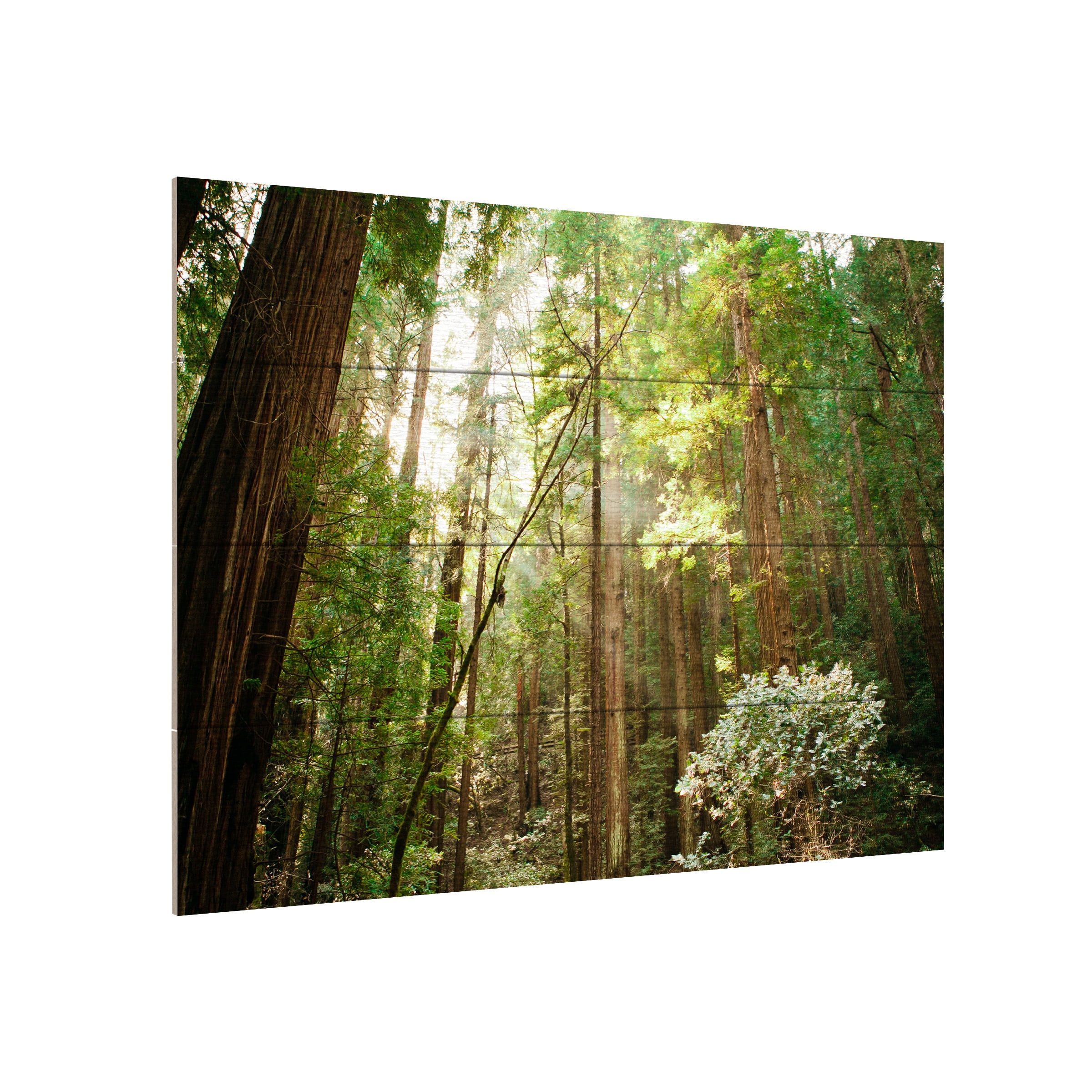 Trademark Fine Art 'Muir Woods' Wooden Wall Art Art by Ariane Moshayedi